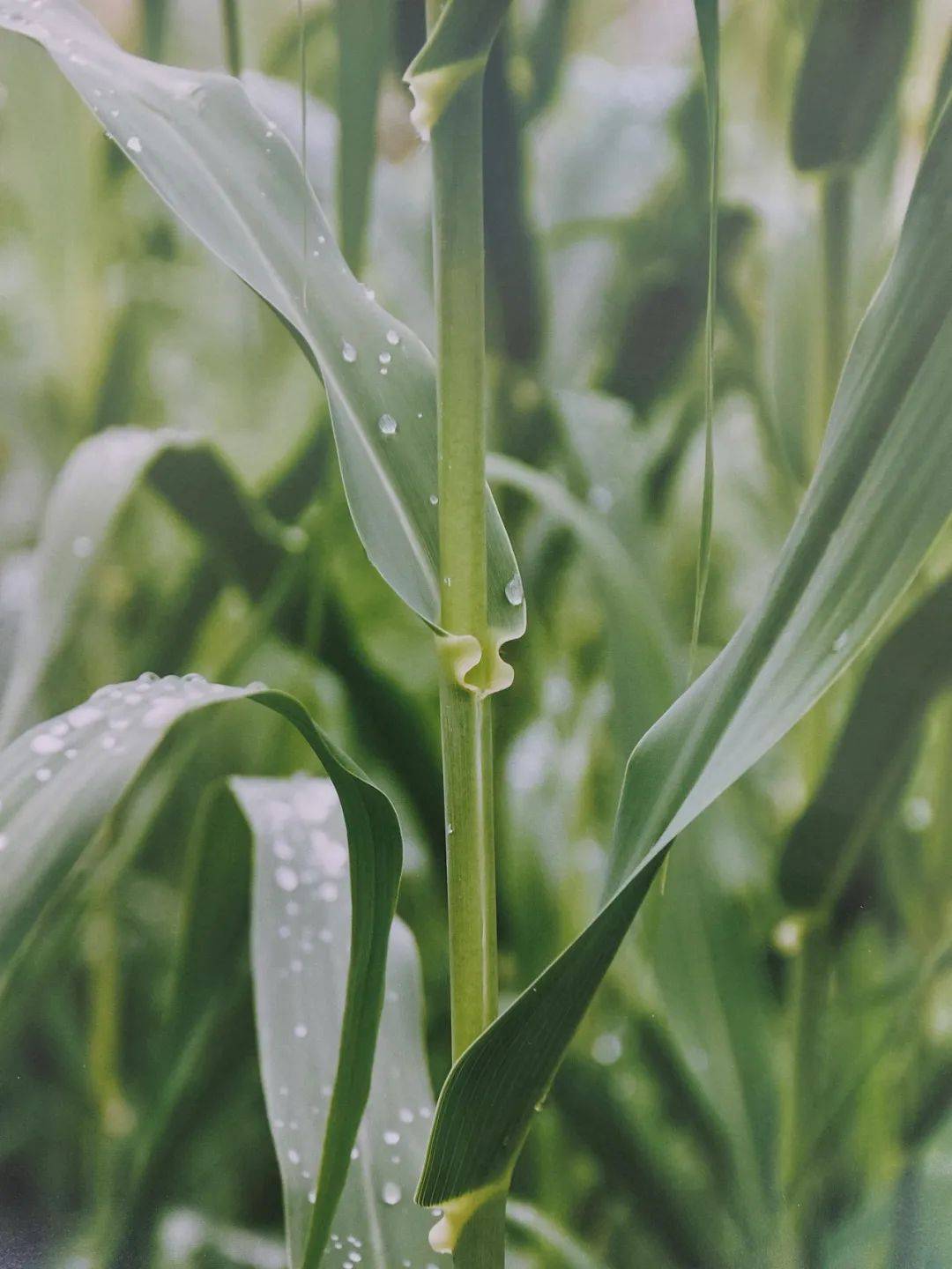 以草代木、天然抗菌、可自然降解，新鄉化纖開創新的“傳奇”——菌草纖維 