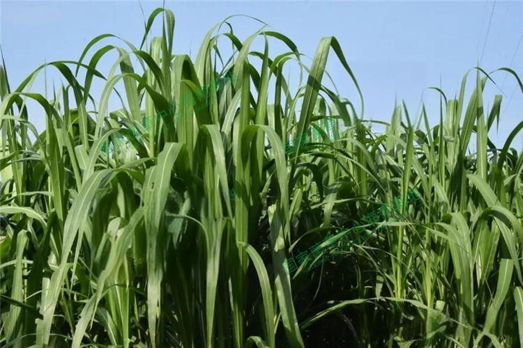 以草代木、天然抗菌、可自然降解，新鄉化纖開創新的“傳奇”——菌草纖維 